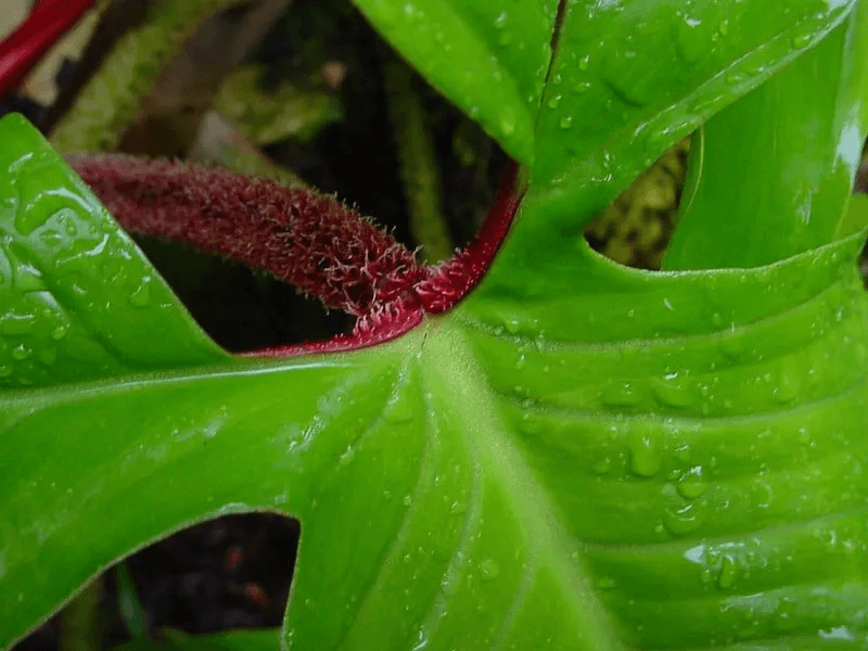 How to Care for Philodendron Squamiferum How to Care for Philodendron Squamiferum