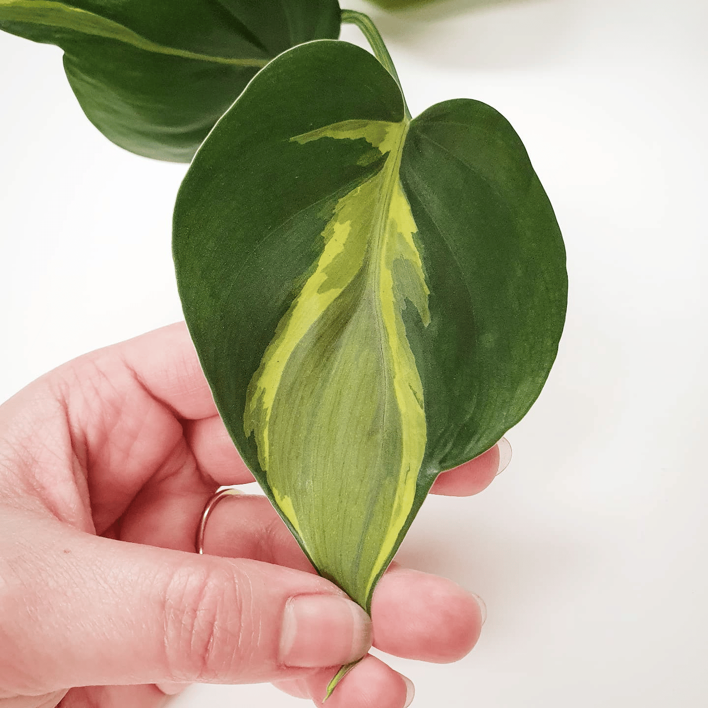 philodendron brasil carnaval philodendron brasil carnaval