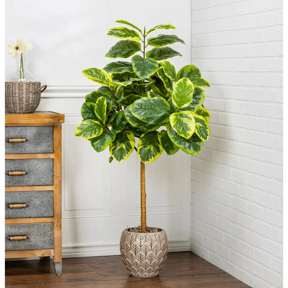 Yellow ficus gem potted indoors