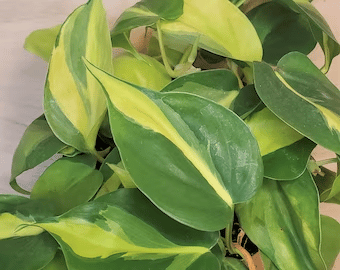 philodendron brasil plant philodendron brasil plant