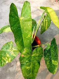 Jose Buono plant exposed to bright indirect light