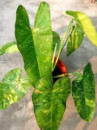 Jose Buono plant exposed to bright indirect light Jose Buono plant exposed to bright indirect light