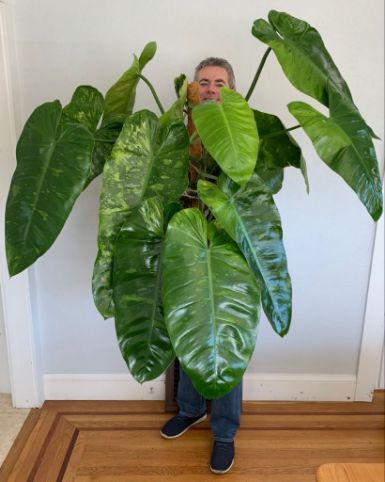 Large Philodendron Jose Buono plant Large Philodendron Jose Buono plant
