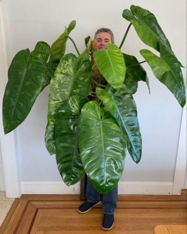 Large Philodendron Jose Buono plant