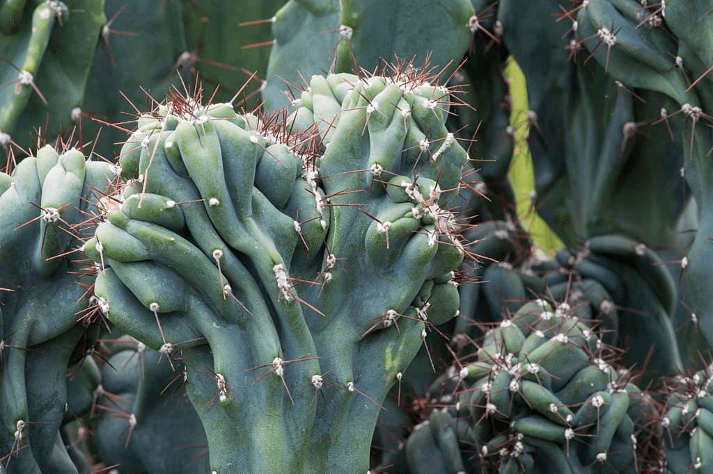 Monstrose Apple Cactus