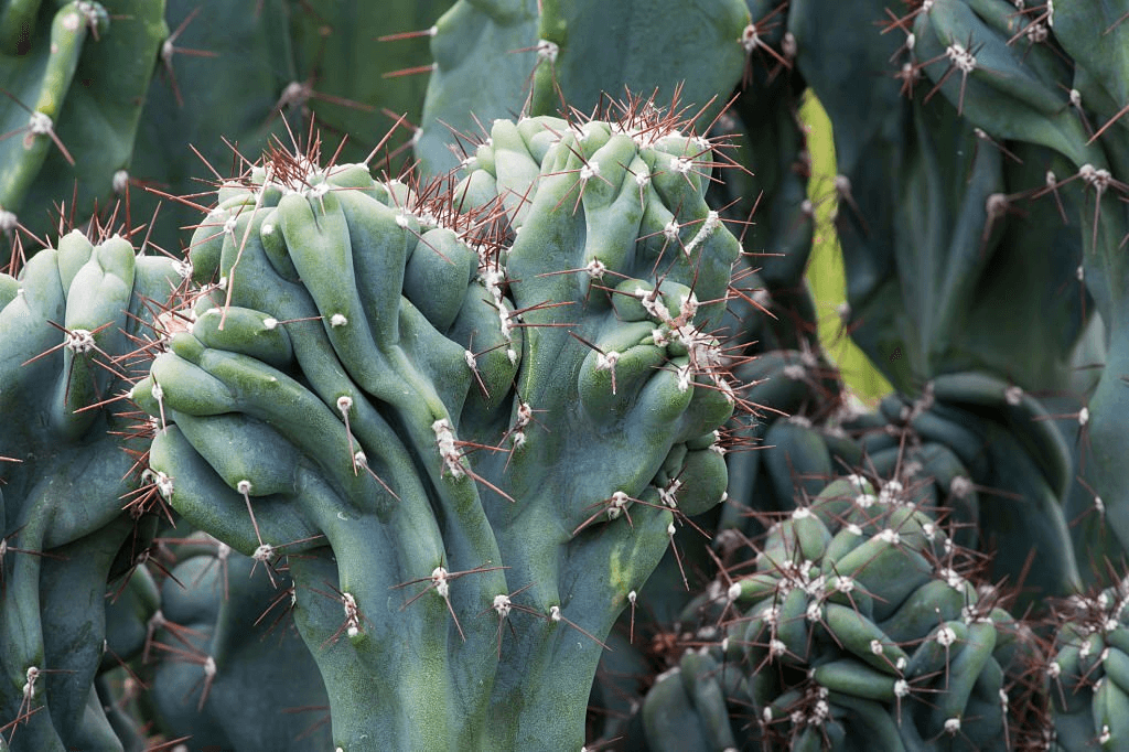 Monstrose Apple Cactus Monstrose Apple Cactus