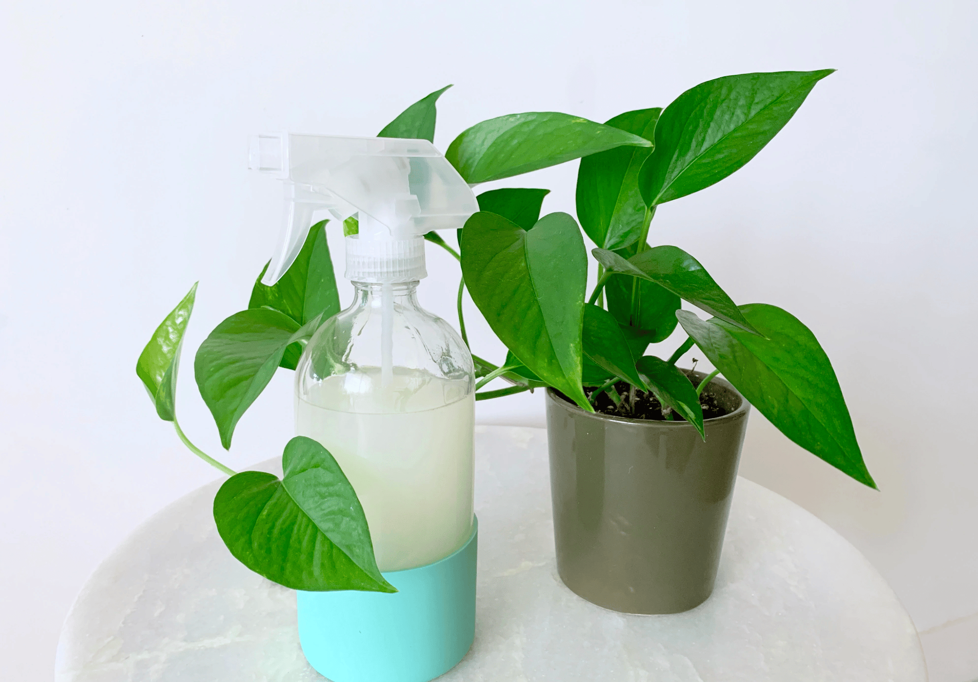 Neem solution for philodendrons