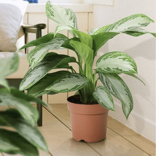 Other aglaonema silver varieties Other aglaonema silver varieties