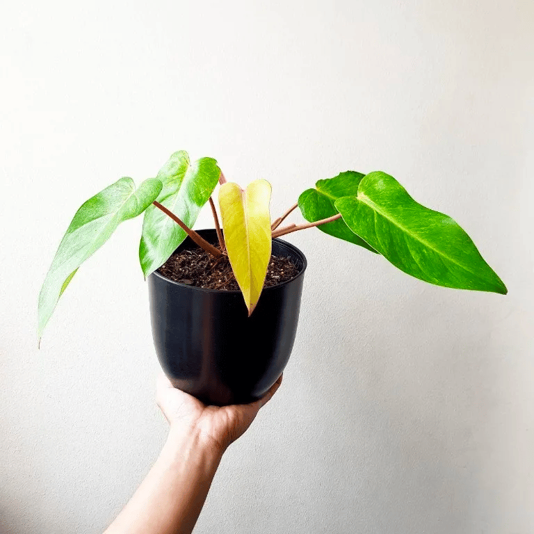 Painted lady philodendron, held in a pot