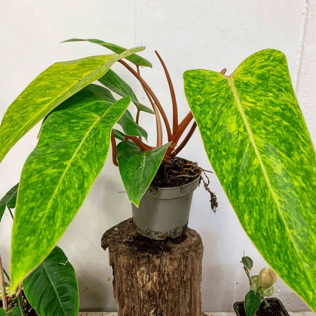 Painted lady philodendron in a pot Painted lady philodendron in a pot