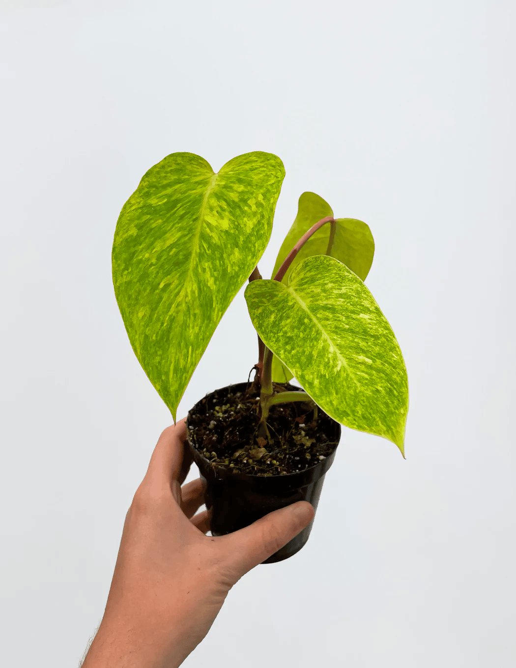 Painted lady philodendron in its youth Painted lady philodendron in its youth