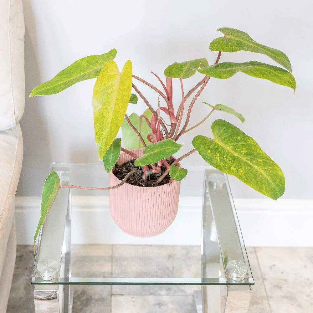 Painted lady philodendron indoors Painted lady philodendron indoors