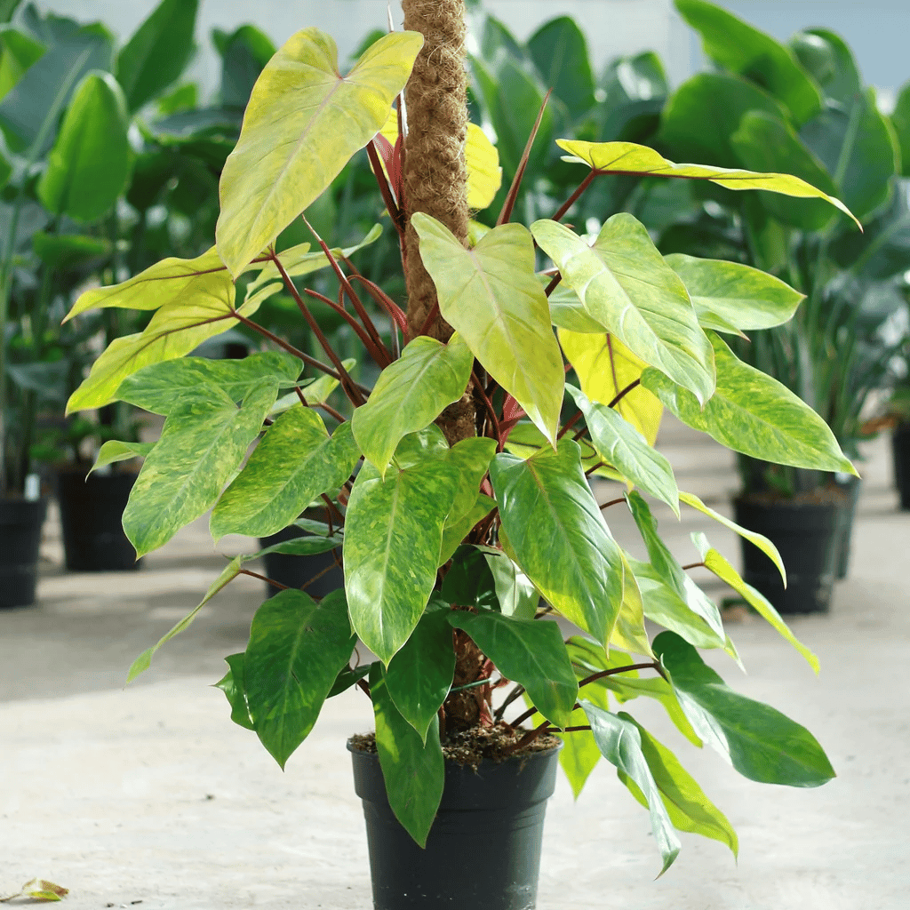 Painted lady philodendron