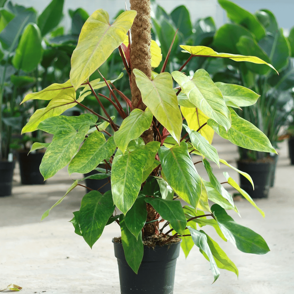 Painted lady philodendron Painted lady philodendron