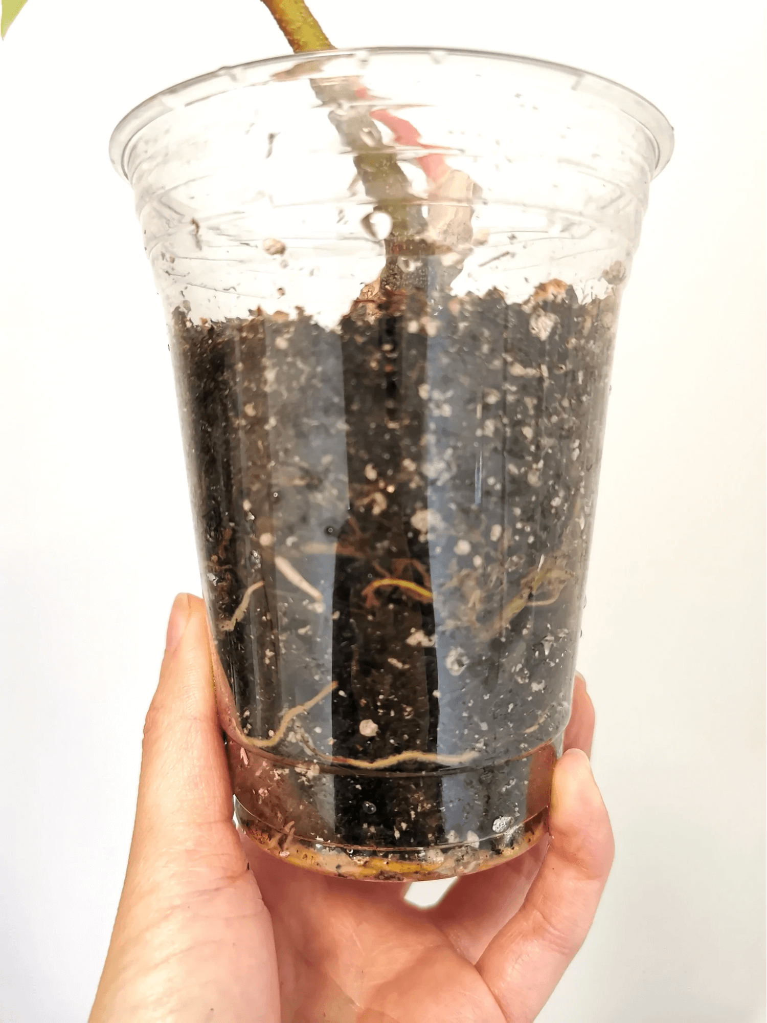 Pedatum X squamiferum Pedatum X squamiferum