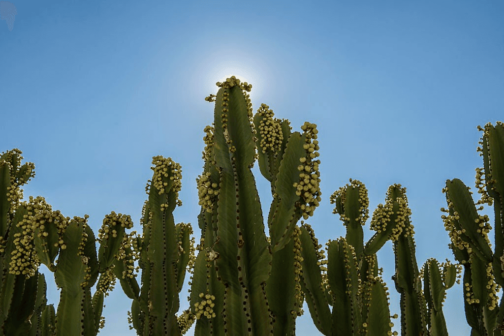 Peruvian Apple Cactus on wild Peruvian Apple Cactus on wild