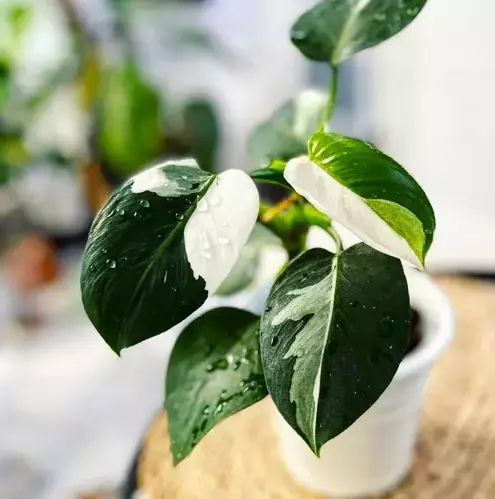philodendron philodendron