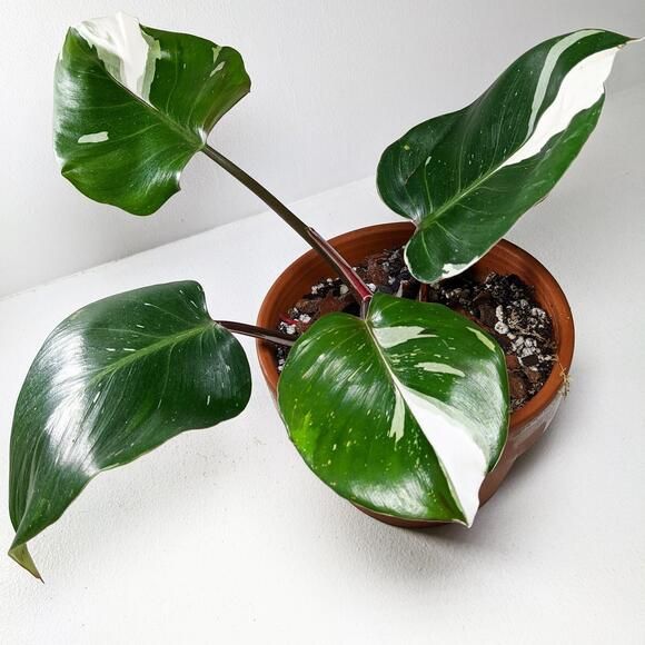 philodendron