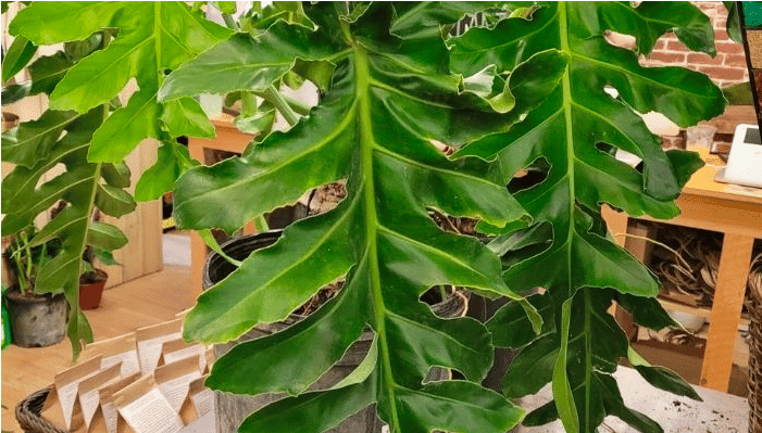 Philodendron 'Bob Cee' Philodendron 'Bob Cee'