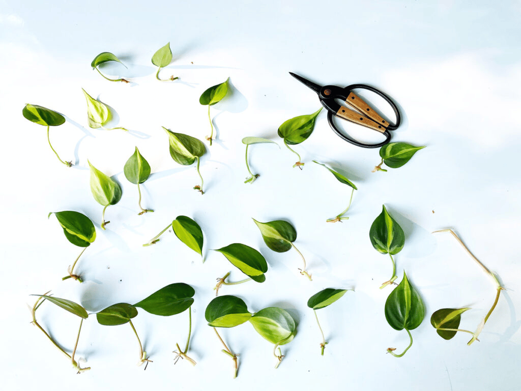 philodendron brasil cuttings philodendron brasil cuttings