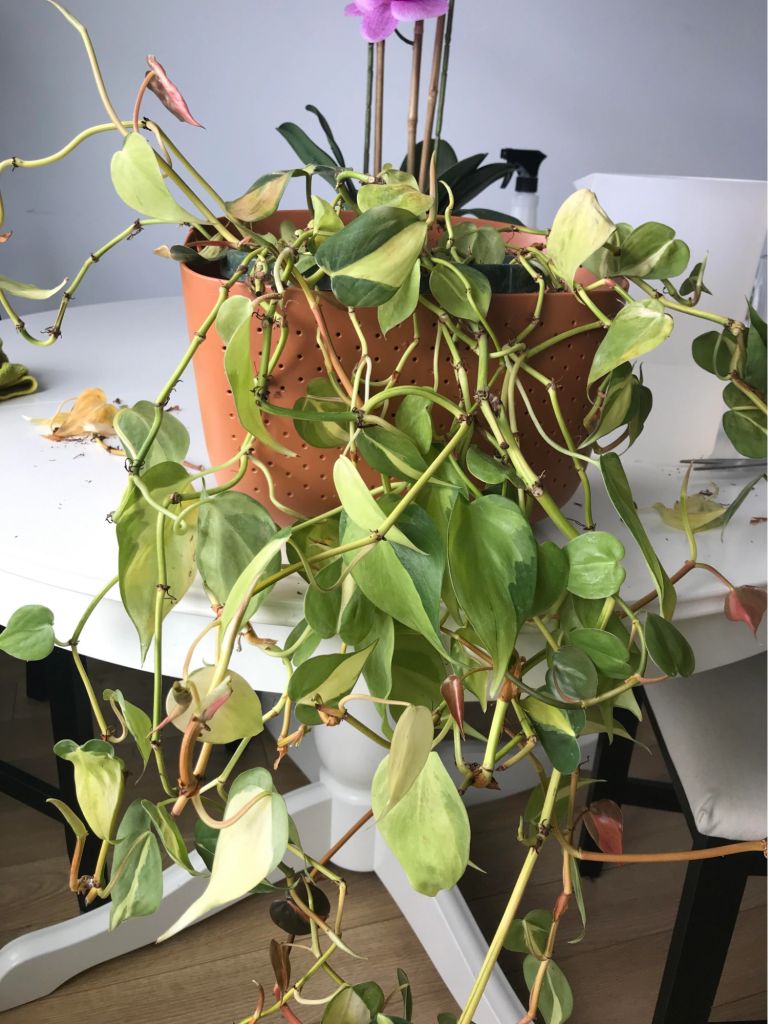 philodendron brasil dripping water from its leaves philodendron brasil dripping water from its leaves