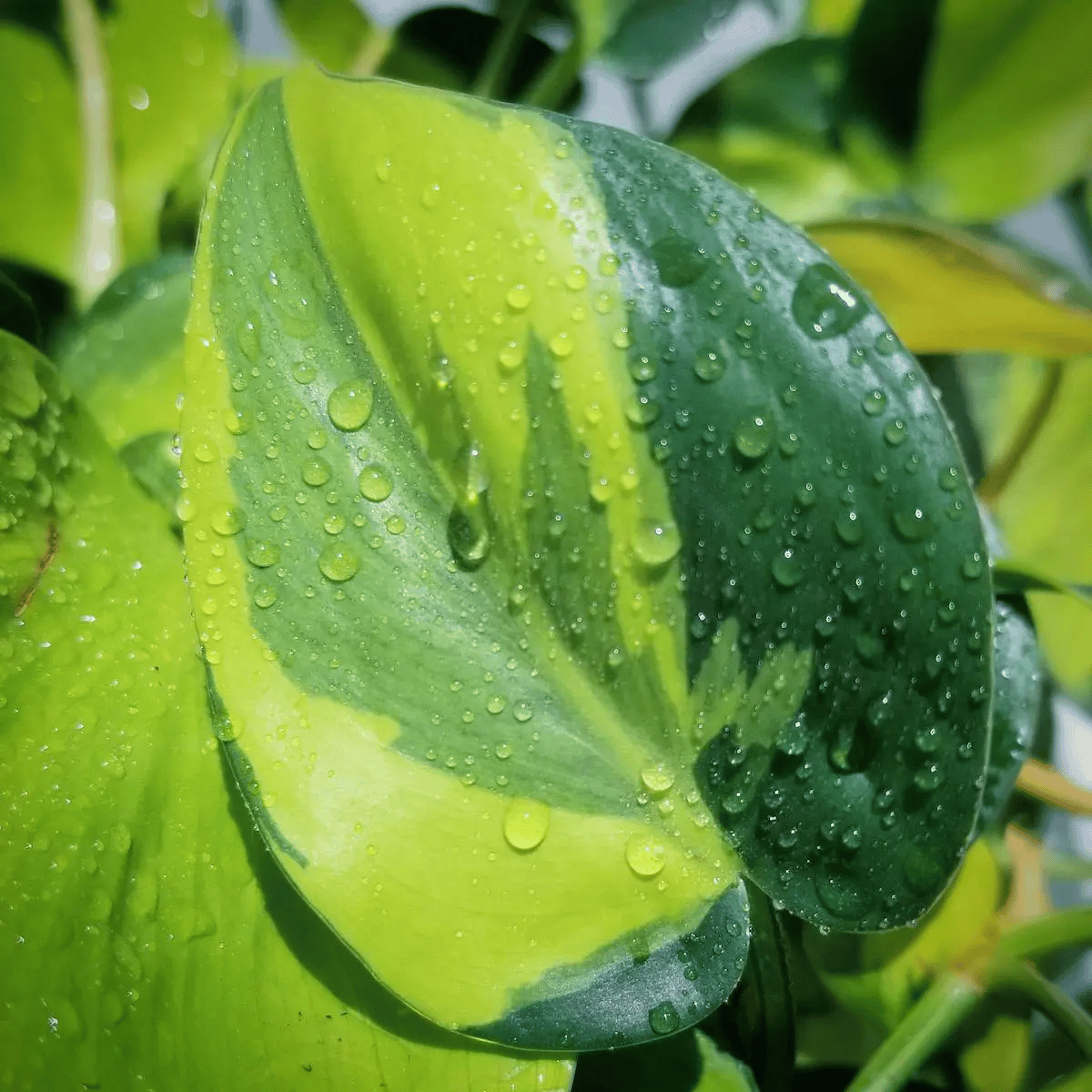 philodendron brasil dripping water from its leaves philodendron brasil dripping water from its leaves