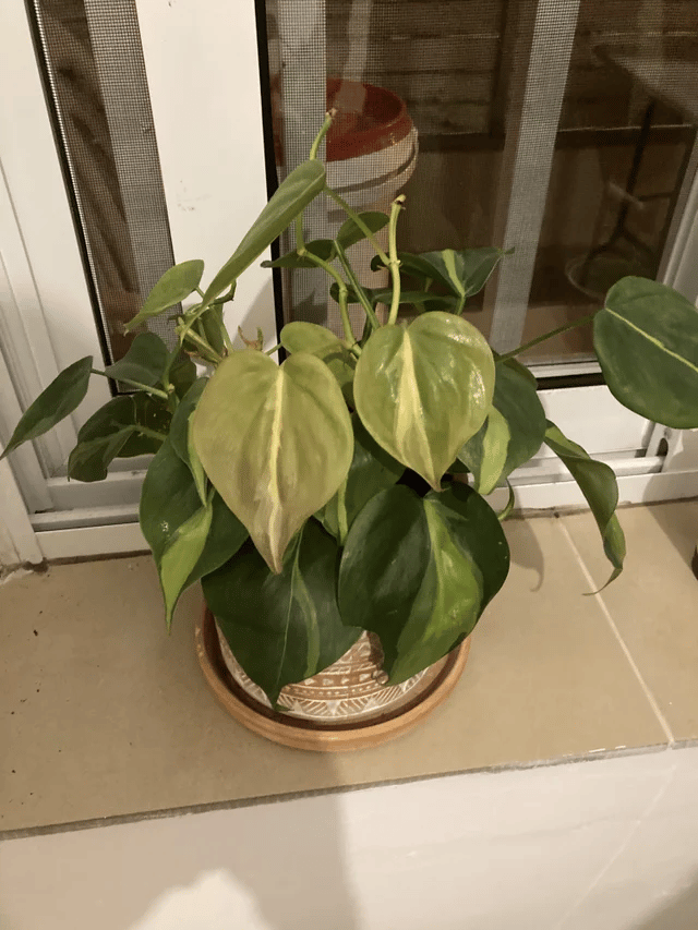 philodendron brasil dying