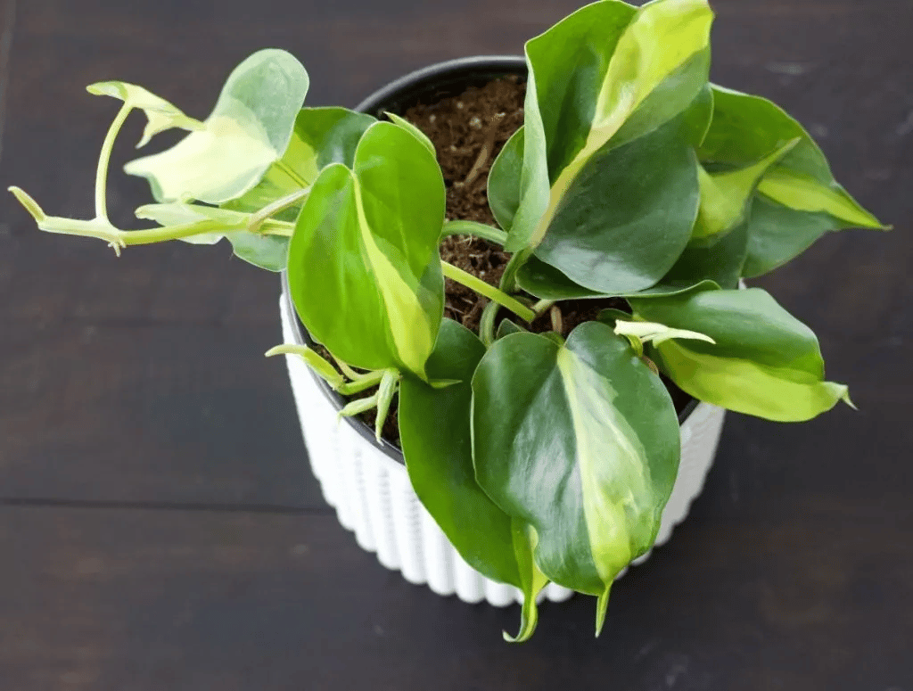 philodendron brasil fertilizer philodendron brasil fertilizer