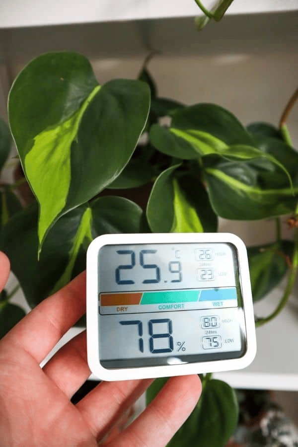 philodendron brasil humidity and temperature