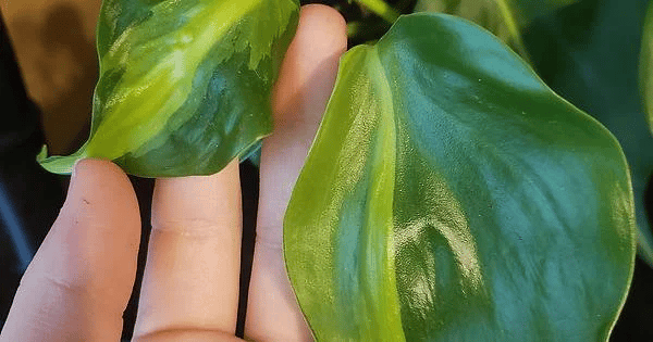 philodendron brasil leaves curling