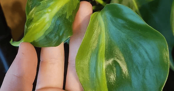 philodendron brasil leaves curling philodendron brasil leaves curling