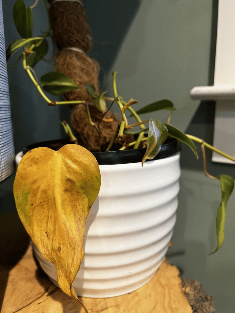 philodendron brasil leaves yellow