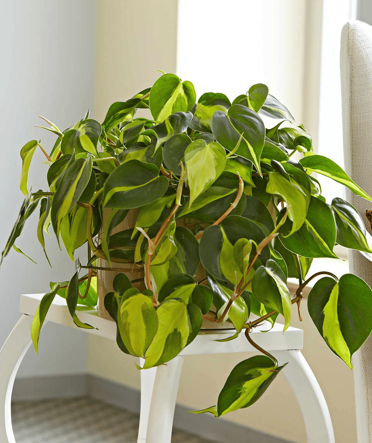 philodendron brasil light philodendron brasil light