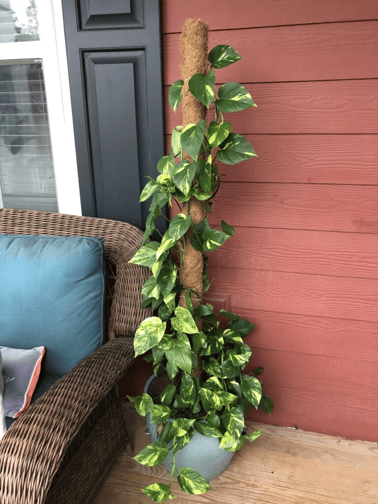 philodendron brasil on moss pole philodendron brasil on moss pole