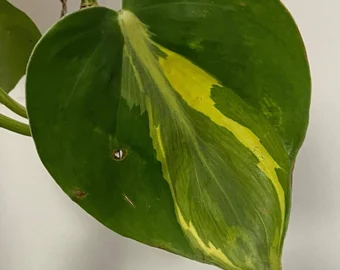 philodendron brasil plant