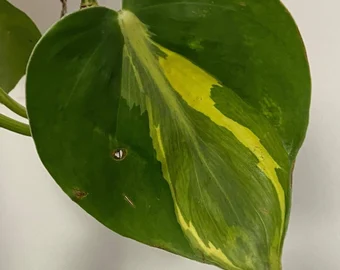philodendron brasil plant philodendron brasil plant