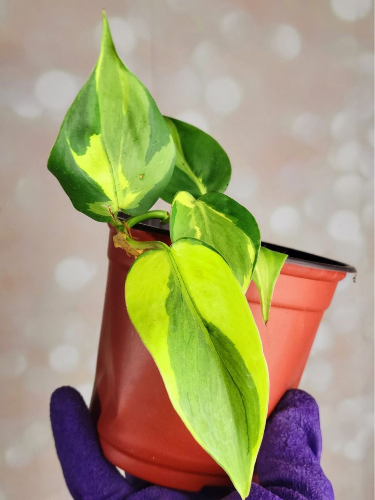 philodendron brasil plant philodendron brasil plant