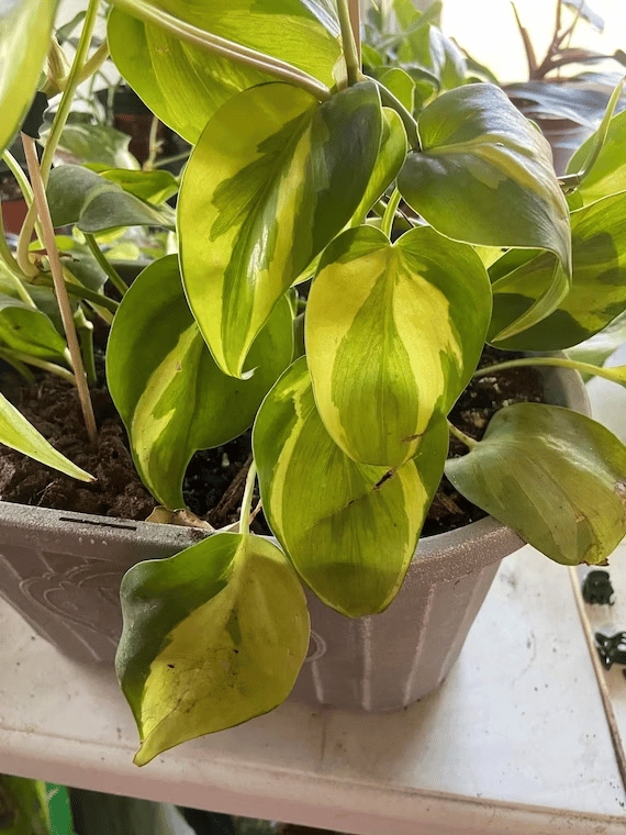 philodendron brasil plant