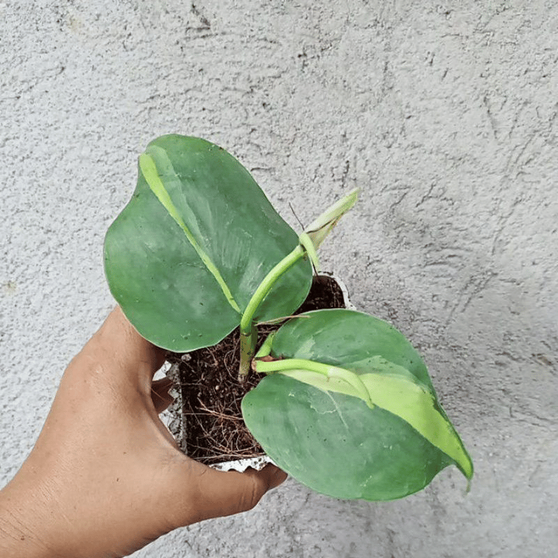 philodendron brasil pot philodendron brasil pot