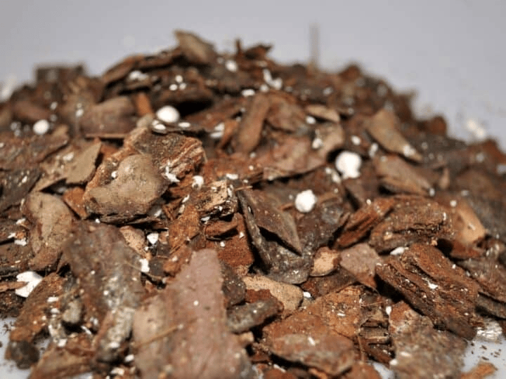 philodendron brasil soil philodendron brasil soil