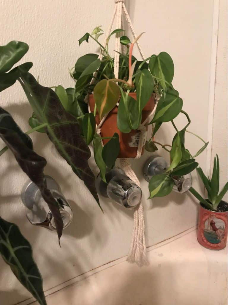 philodendron brasil turning pink/red philodendron brasil turning pink/red