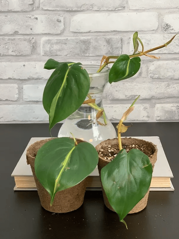 philodendron brasil water propagation