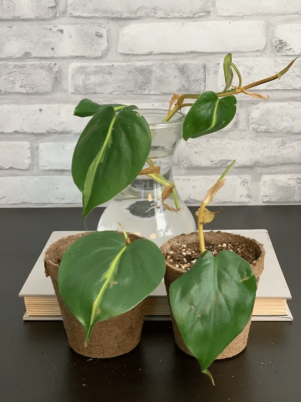 philodendron brasil water propagation philodendron brasil water propagation
