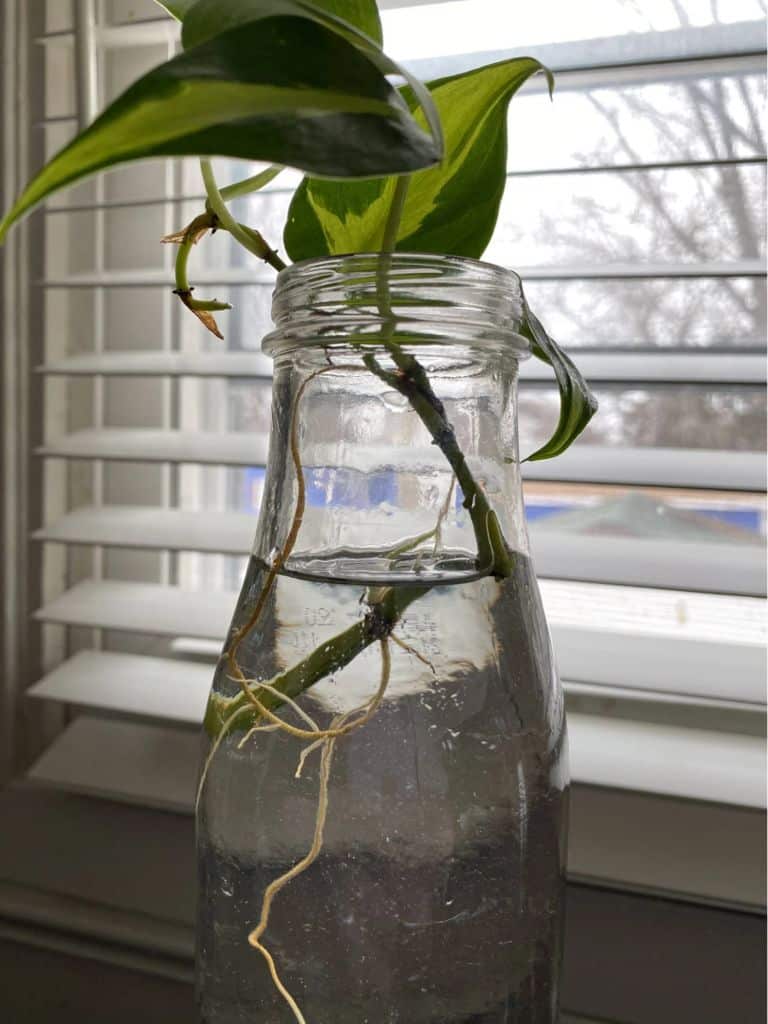 philodendron brasil water philodendron brasil water