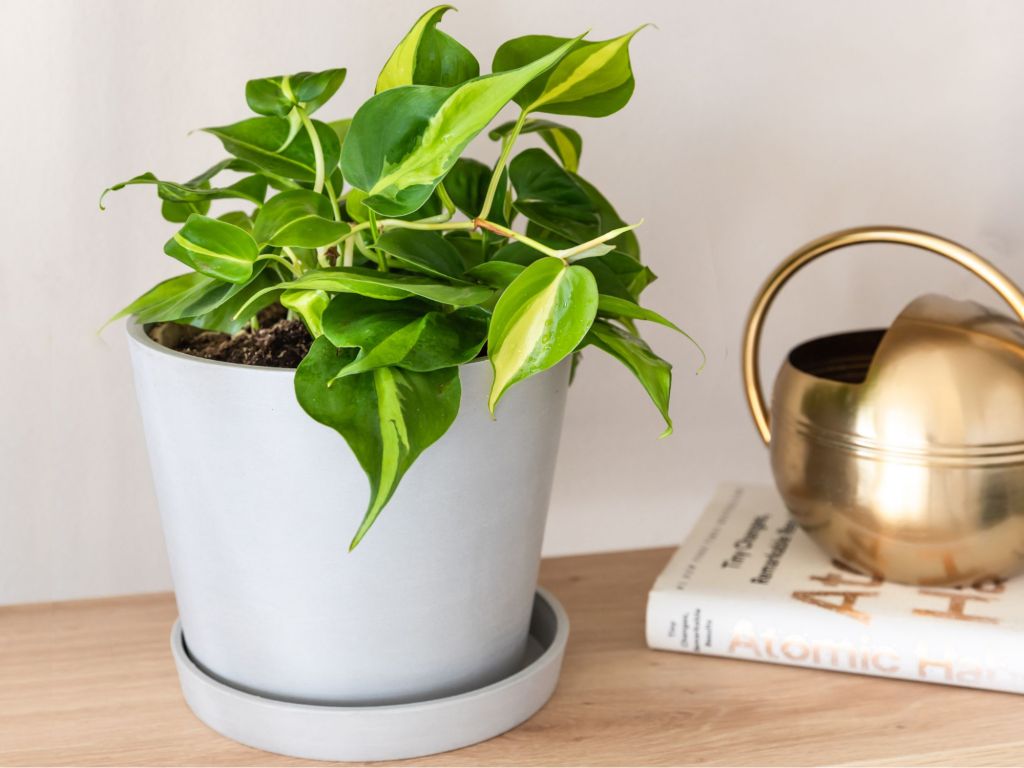 philodendron brasil philodendron brasil