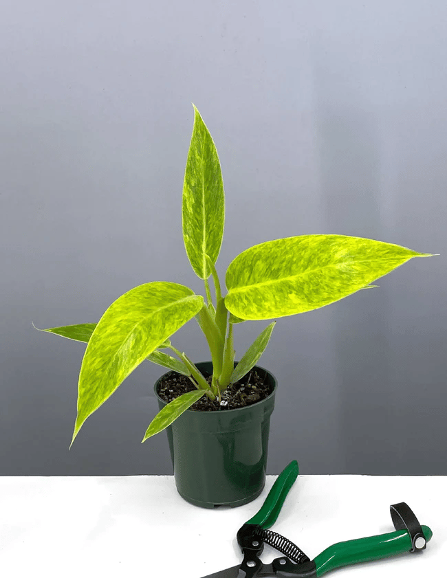 Philodendron calkins gold in a pot Philodendron calkins gold in a pot