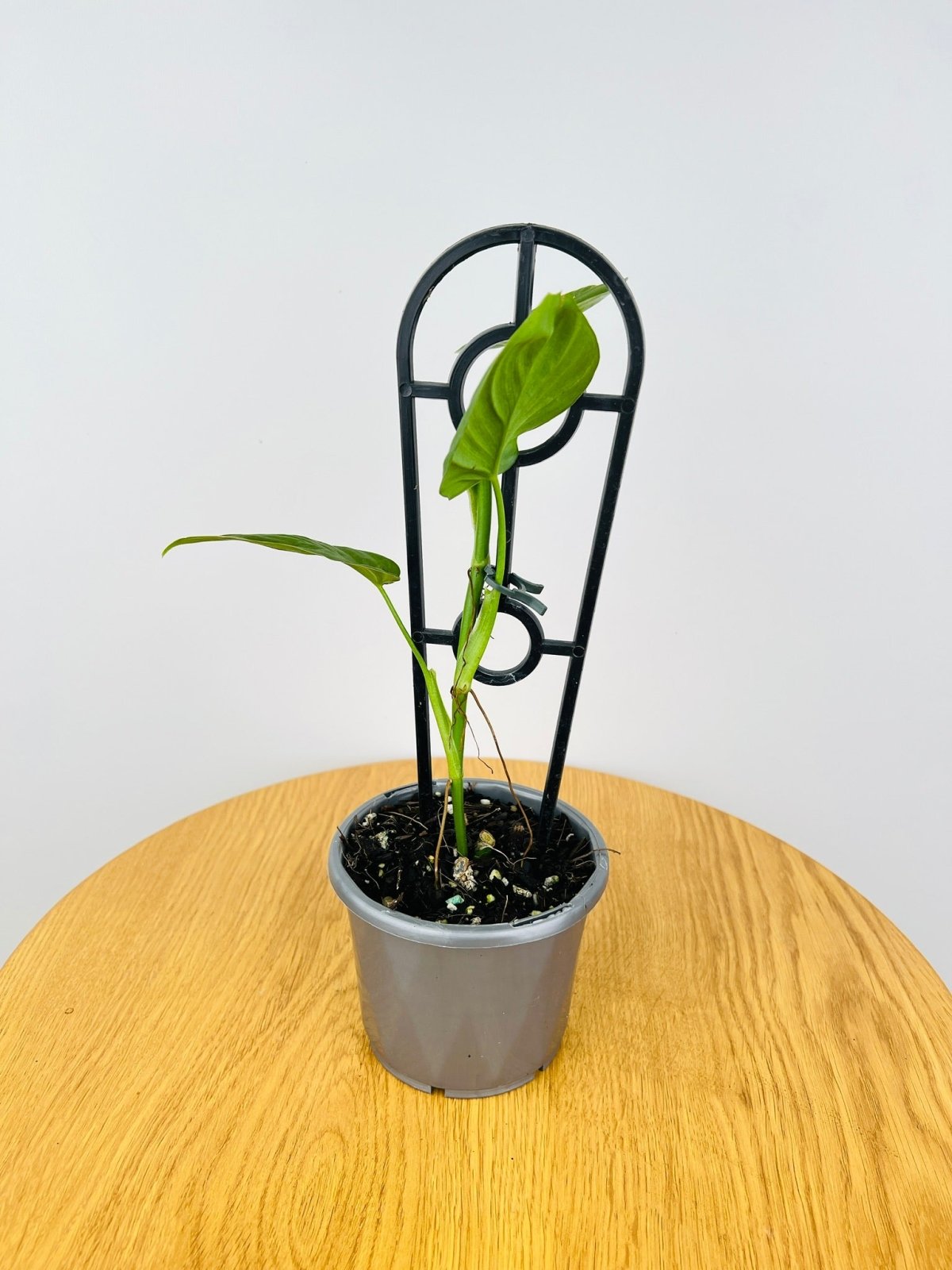 Philodendron camposportoanum node growing in a wrapped sphagnum moss.