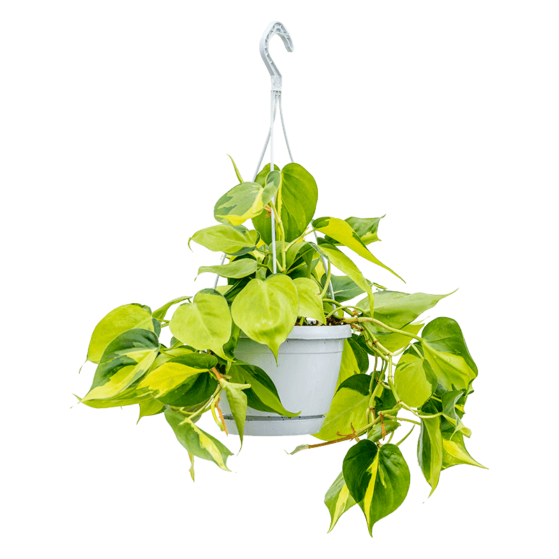 philodendron scandens brasil philodendron scandens brasil