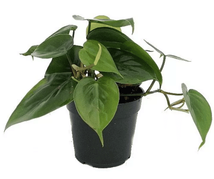 philodendron cordatum brasil philodendron cordatum brasil
