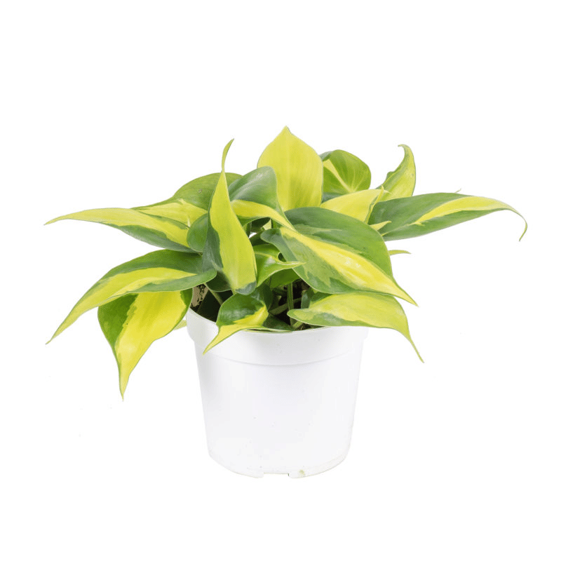 Philodendron cordatum brasil philodendron cordatum brasil